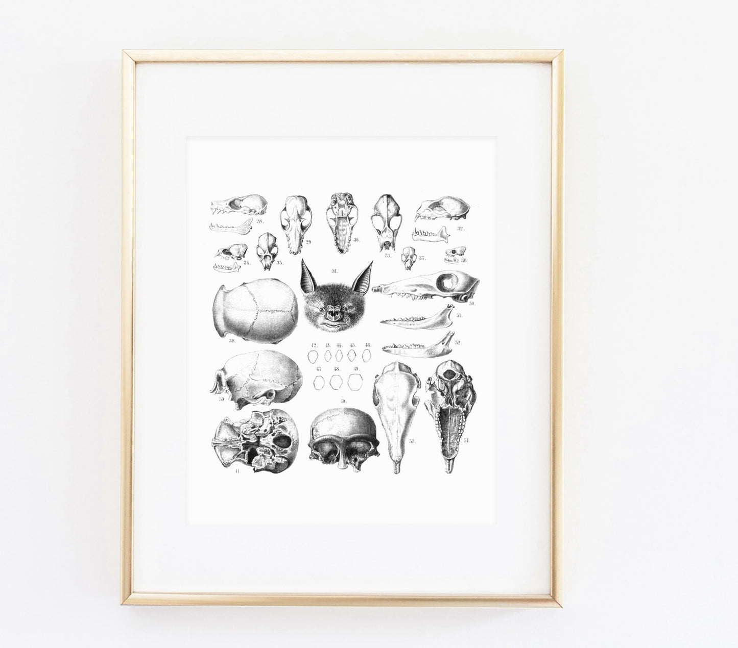 Bat anatomy print - Made Au Gold