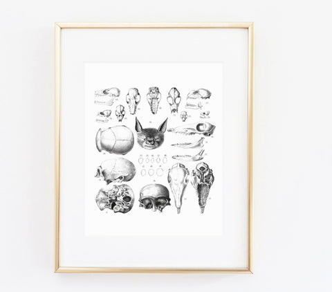 Bat anatomy print - Made Au Gold